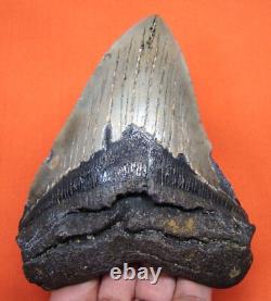 Megalodon Shark Tooth Real Fossil 4.61 Shark Teeth Natural No Repairs