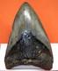 Megalodon Shark Tooth Real Fossil 4.66 Shark Teeth No Restorations