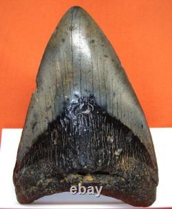 Megalodon Shark Tooth Real Fossil 4.66 Shark Teeth No Restorations
