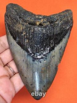 Megalodon Shark Tooth Real Fossil 4.66 Shark Teeth No Restorations