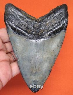 Megalodon Shark Tooth Real Fossil 4.66 Shark Teeth No Restorations