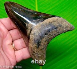 Megalodon Shark Tooth Real Fossil 4.69 BIG No Restorations