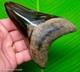 Megalodon Shark Tooth Real Fossil 4.69 Big No Restorations