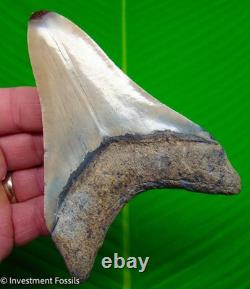 Megalodon Shark Tooth Real Fossil 4.69 BIG No Restorations
