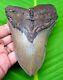 Megalodon Shark Tooth Real Fossil 4.69 Natural Shark Teeth Megladone