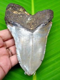 Megalodon Shark Tooth Real Fossil 4.69 Natural Shark Teeth Megladone