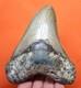 Megalodon Shark Tooth Real Fossil 4.71 Shark Teeth Natural No Repairs