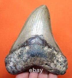 Megalodon Shark Tooth Real Fossil 4.71 Shark Teeth Natural No Repairs