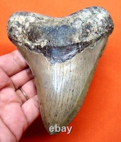 Megalodon Shark Tooth Real Fossil 4.71 Shark Teeth Natural No Repairs
