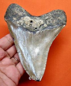 Megalodon Shark Tooth Real Fossil 4.71 Shark Teeth Natural No Repairs