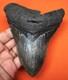 Megalodon Shark Tooth Real Fossil 4.87 Shark Teeth Natural No Repairs