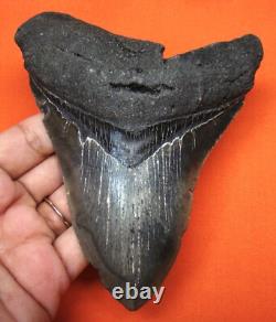 Megalodon Shark Tooth Real Fossil 4.87 Shark Teeth Natural No Repairs