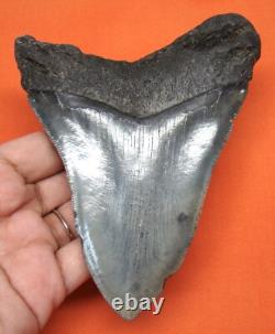 Megalodon Shark Tooth Real Fossil 4.87 Shark Teeth Natural No Repairs