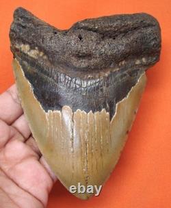 Megalodon Shark Tooth Real Fossil 4.90 Huge Shark Teeth Restoration