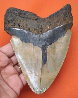 Megalodon Shark Tooth Real Fossil 4.90 Huge Shark Teeth Restoration