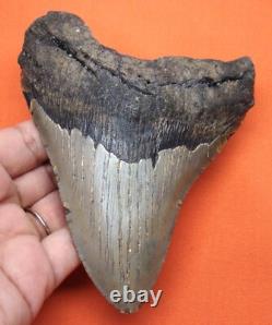 Megalodon Shark Tooth Real Fossil 4.91 Shark Teeth No Restoration
