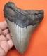 Megalodon Shark Tooth Real Fossil 4.91 Shark Teeth No Restoration