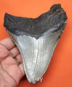 Megalodon Shark Tooth Real Fossil 4.91 Shark Teeth No Restoration