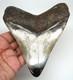 Megalodon Shark Tooth Real Fossil 4.98 Shark Teeth Meg No Restorations