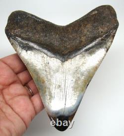 Megalodon Shark Tooth Real Fossil 4.98 Shark Teeth Meg No Restorations