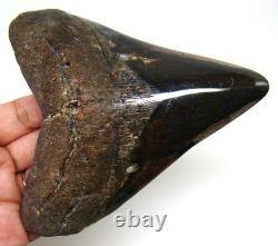 Megalodon Shark Tooth Real Fossil 4.98 Shark Teeth Meg No Restorations