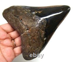 Megalodon Shark Tooth Real Fossil 4.98 Shark Teeth Meg No Restorations