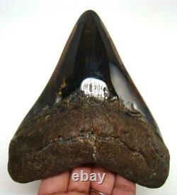 Megalodon Shark Tooth Real Fossil 4.98 Shark Teeth Meg No Restorations