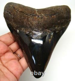 Megalodon Shark Tooth Real Fossil 4.98 Shark Teeth Meg No Restorations