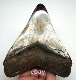 Megalodon Shark Tooth Real Fossil 4.98 Shark Teeth Meg No Restorations