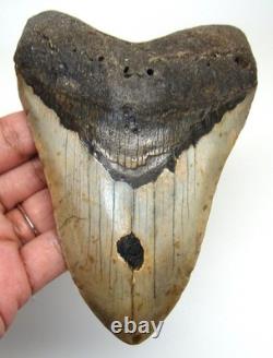 Megalodon Shark Tooth Real Fossil 4.98 Shark Teeth No Restorations