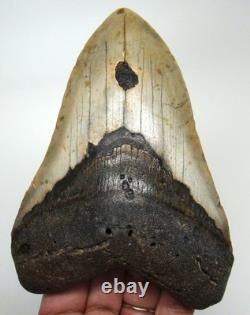 Megalodon Shark Tooth Real Fossil 4.98 Shark Teeth No Restorations