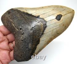 Megalodon Shark Tooth Real Fossil 4.98 Shark Teeth No Restorations