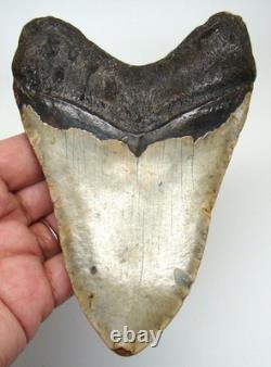 Megalodon Shark Tooth Real Fossil 4.98 Shark Teeth No Restorations