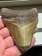 Megalodon Shark Tooth Real Fossil 4 No Repairs
