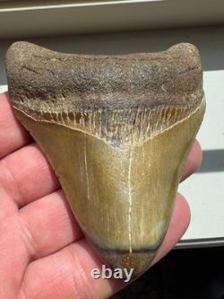 Megalodon Shark Tooth Real Fossil 4 No Repairs