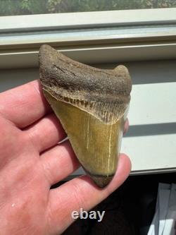 Megalodon Shark Tooth Real Fossil 4 No Repairs