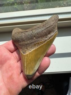 Megalodon Shark Tooth Real Fossil 4 No Repairs