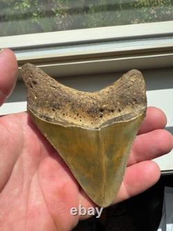 Megalodon Shark Tooth Real Fossil 4 No Repairs