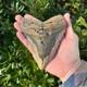 Megalodon Shark Tooth Real Fossil 5.2 Inches Shark Teeth No Restorations