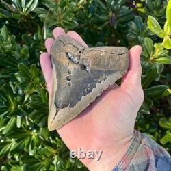 Megalodon Shark Tooth Real Fossil 5.2 Inches Shark Teeth No Restorations