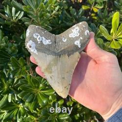 Megalodon Shark Tooth Real Fossil 5.2 Inches Shark Teeth No Restorations