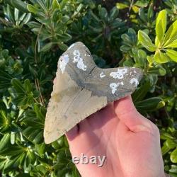 Megalodon Shark Tooth Real Fossil 5.2 Inches Shark Teeth No Restorations