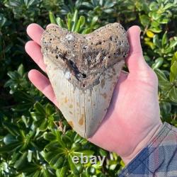 Megalodon Shark Tooth Real Fossil 5.36 Inches Shark Teeth No Restorations