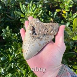 Megalodon Shark Tooth Real Fossil 5.36 Inches Shark Teeth No Restorations