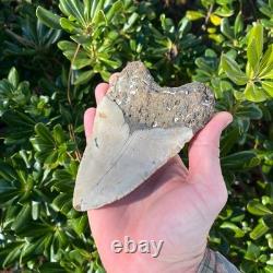 Megalodon Shark Tooth Real Fossil 5.36 Inches Shark Teeth No Restorations