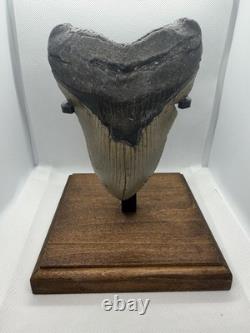 Megalodon Shark Tooth Real Fossil 5.38 XL HUGE & HEAVY 13.4 ounce