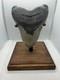 Megalodon Shark Tooth Real Fossil 5.38 Xl Huge & Heavy 13.4 Ounce