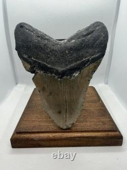 Megalodon Shark Tooth Real Fossil 5.38 XL HUGE & HEAVY 13.4 ounce
