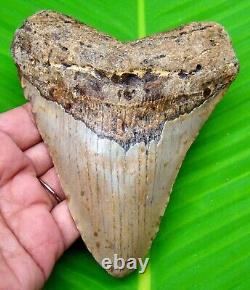 Megalodon Shark Tooth Real Fossil 5 Inches Shark Teeth No Restorations