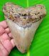 Megalodon Shark Tooth Real Fossil 5 Inches Shark Teeth No Restorations